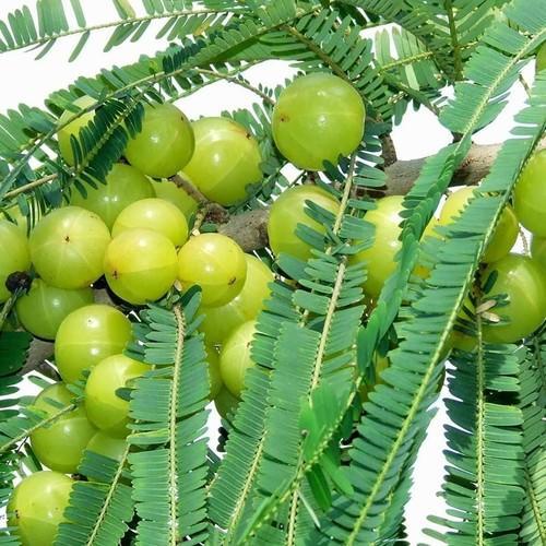 Amla Oil