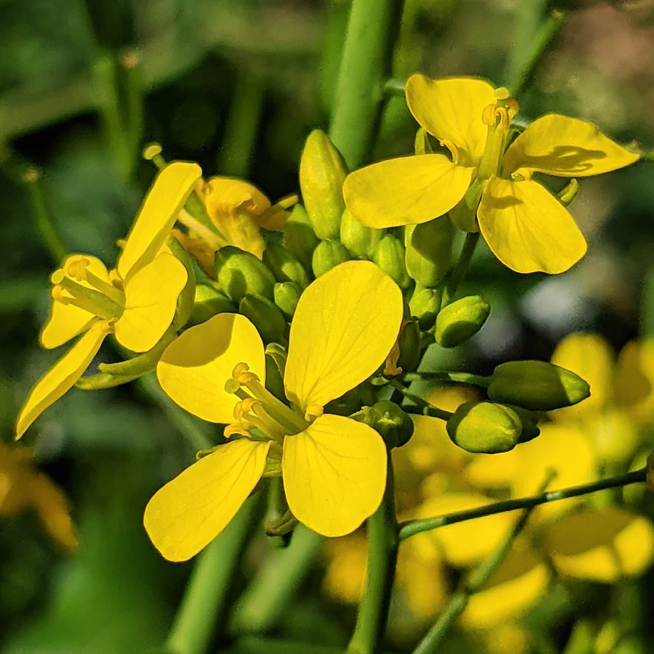 Mustard Oil